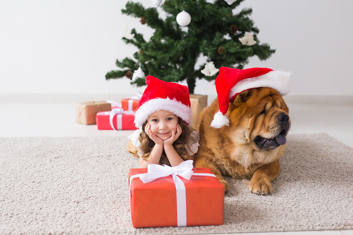 Children and pet concept - Cute girl with chow dog sitting near the Christmas tree. Merry Christmas and Happy Holidays. Children and pet concept - Cute girl with dog sitting near the Christmas tree. Merry Christmas and Happy Holidays