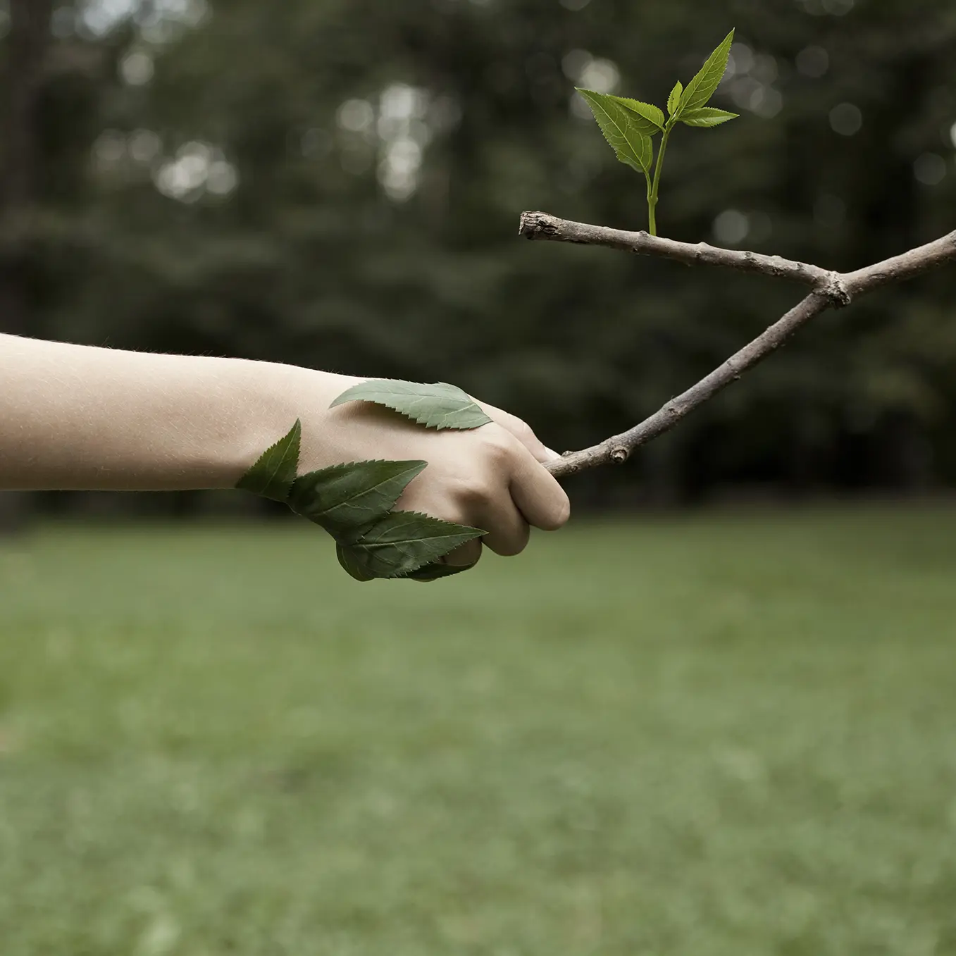 Sostenibilita Olivo Tappeti